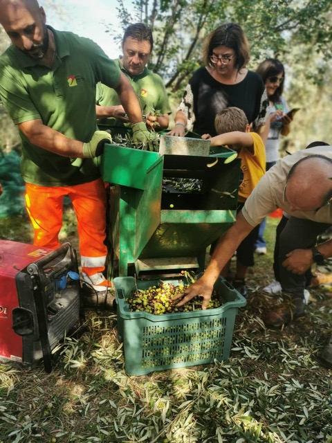 Fondo comunale della Regina Giovanna, raccolti 2.260 chilogrammi di olive